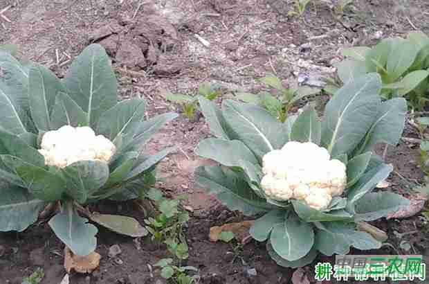 花椰菜 种植(花椰菜栽培要点)